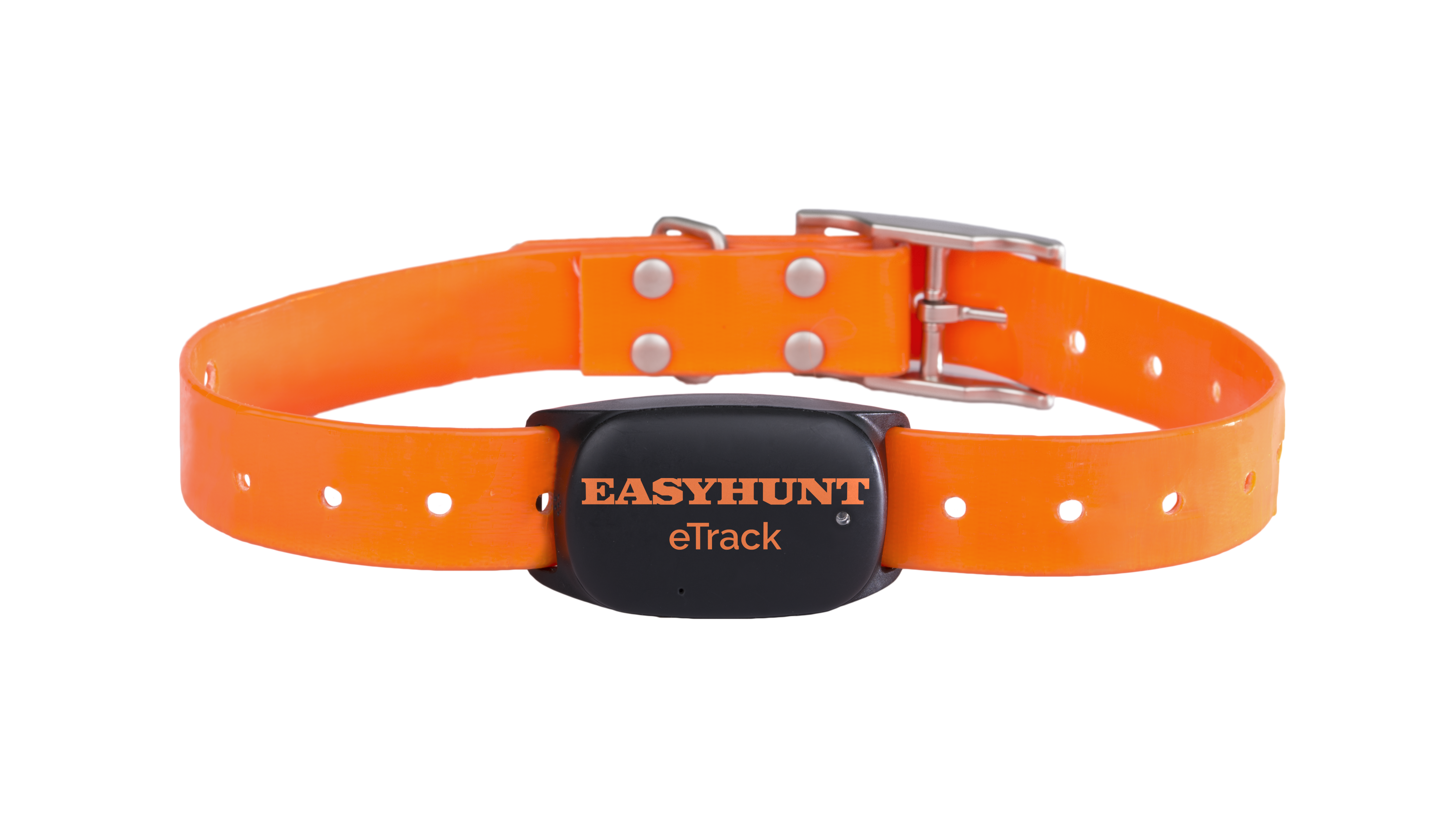 Pejl och halsband frilagd